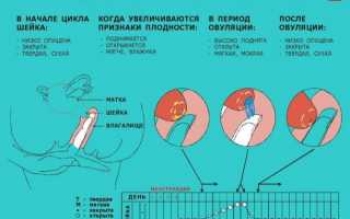 После родов не сокращается матка что делать. Если матка вообще не сокращается. Причины отсутствия сокращения матки.